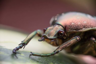 Micro shot of a small beetle