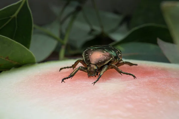 Micro Disparo Pequeño Escarabajo — Foto de Stock