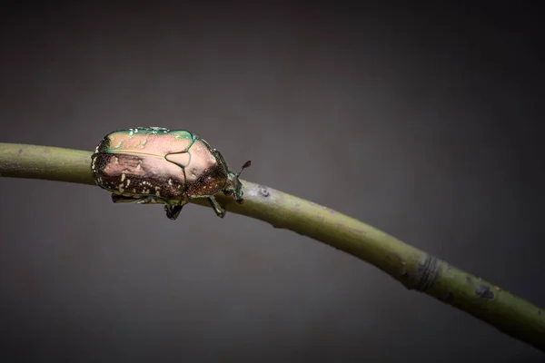 Micro Shot Small Beetle — стоковое фото