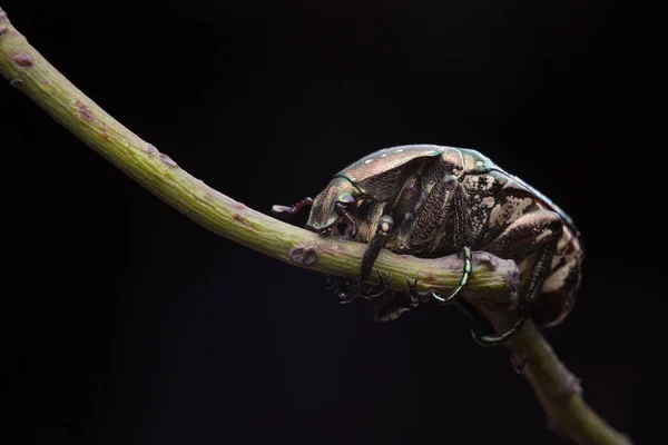 Micro Shot Small Beetle — Stock Fotó