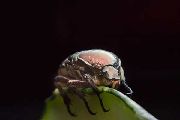 Micro Disparo Pequeño Escarabajo — Foto de Stock