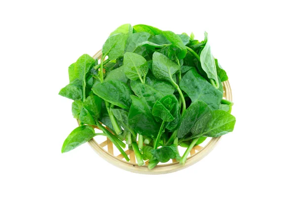 Basella Alba Malabar Spinach Isolated White Background — Stock Photo, Image