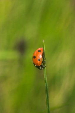 uğur böceğim, çimen, yeşil