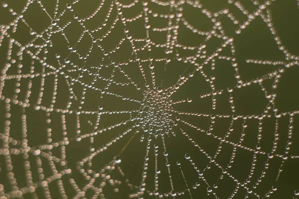 Spinnenweb met dauw — Stockfoto