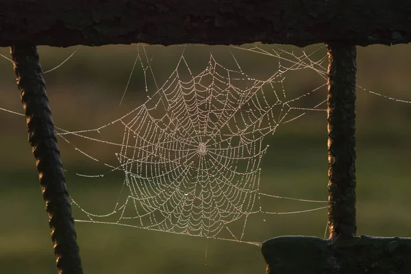 이슬이 달린 거미줄 — 스톡 사진