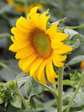 Alandaki izole ayçiçeği çiçeği