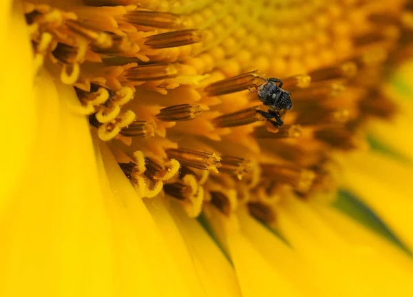 Bee On Sunflower — Stock Photo, Image