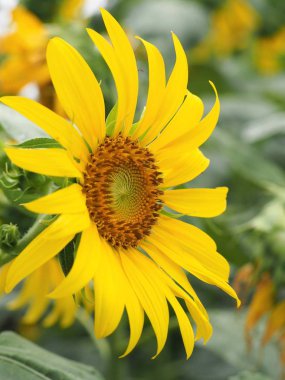 İzole ayçiçeği çiçeği