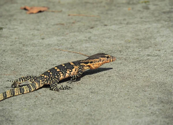 Monitor de água, Varanus Salvator, Monitor Lizard rastejando no chão — Fotografia de Stock