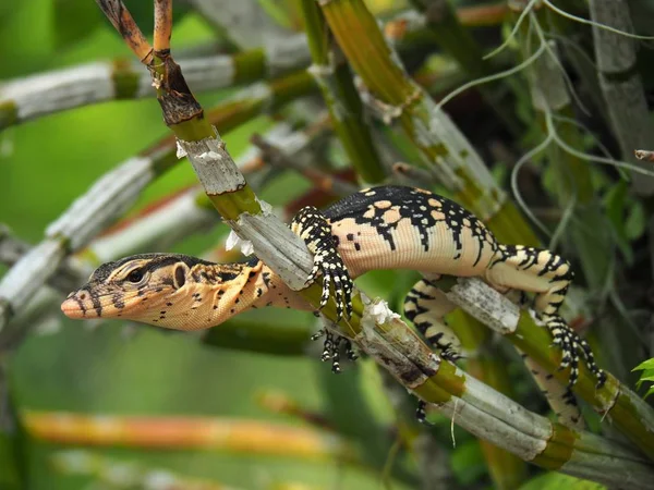 Water Monitor, Varanus Salvator, Monitor Lizard On Tree Branches