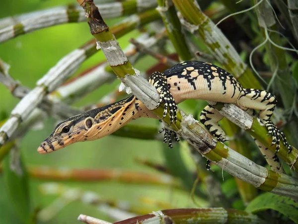 Monitor de agua, Varanus Salvator, Monitorear lagarto en ramas de árboles — Foto de Stock