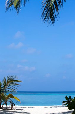 Beyaz kumlu plaj tropikal palmiye ağaçları ile. Maldivler