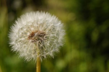 Karahindiba Kafa, çiçek açan bir karahindiba kafasının yakın plan çekimi.
