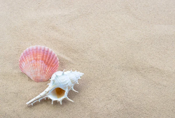 Conchas en la playa — Foto de Stock