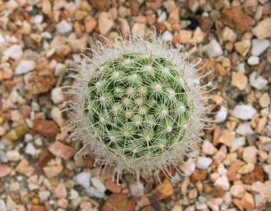 Closeup Mammillaria kaktüs