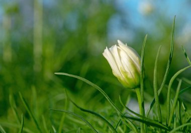 Cosmos tomurcuklanma çiçek