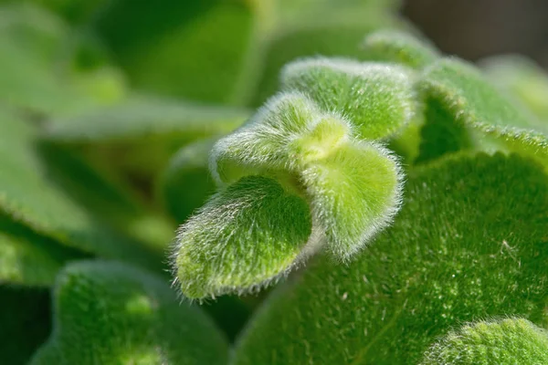 Episcia Lilacina en Thaïlande — Photo