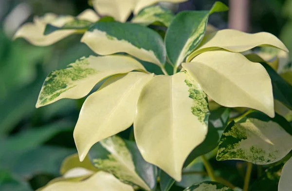 タイの雑色の植物 — ストック写真