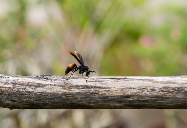 Büyük kağıt wasp