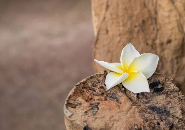 Belle frangipani est couplé avec la pourriture — Photo