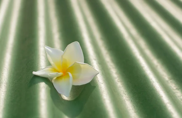 Frangipani en la teja — Foto de Stock