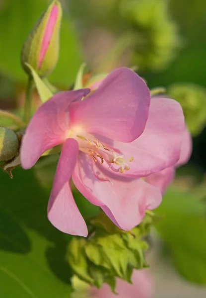Fleur rose douce — Photo