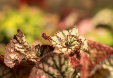 Doğal bulanık arkaplanda kırmızı begonya yaprağının yumuşak odağı. 