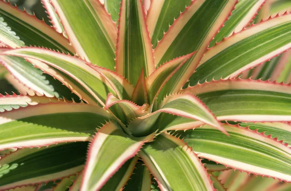 Close Agave Bonito Verde Listrado Com Espinho Vermelho Jardim — Fotografia de Stock