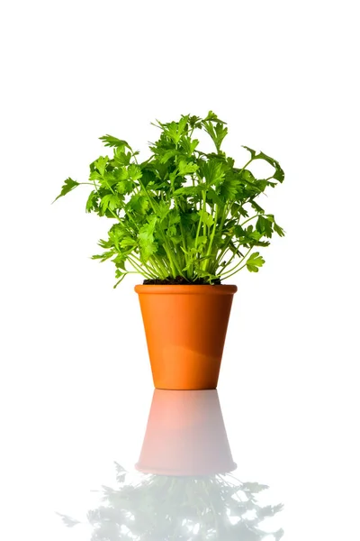Planta de salsa orgânica crescendo em vaso em fundo branco — Fotografia de Stock