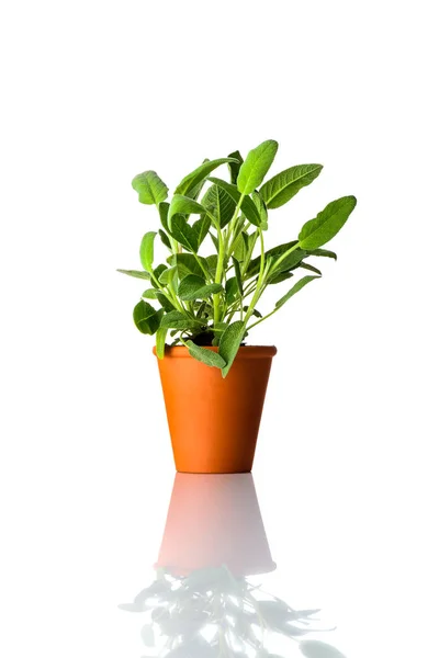 Sábio planta crescendo em vaso em fundo branco — Fotografia de Stock