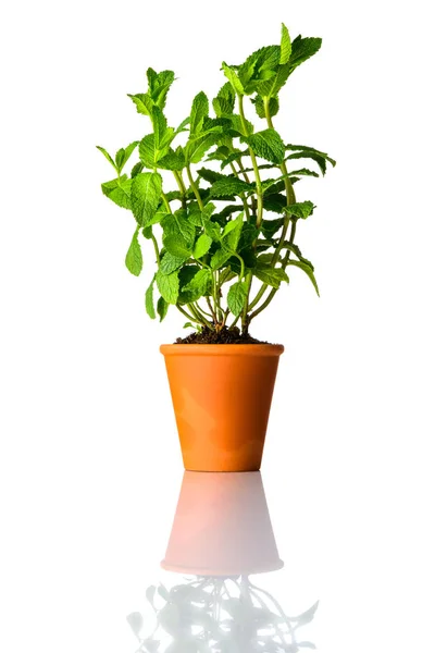 Planta de hortelã em vaso isolado no fundo branco — Fotografia de Stock