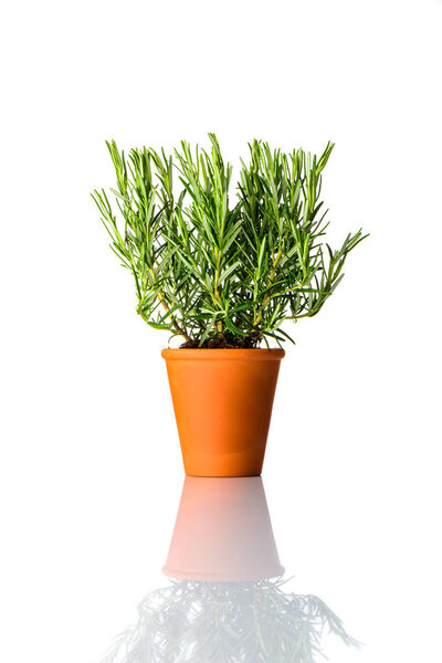 Rosemary Plant Growing in Pottery Pot Isolated on White