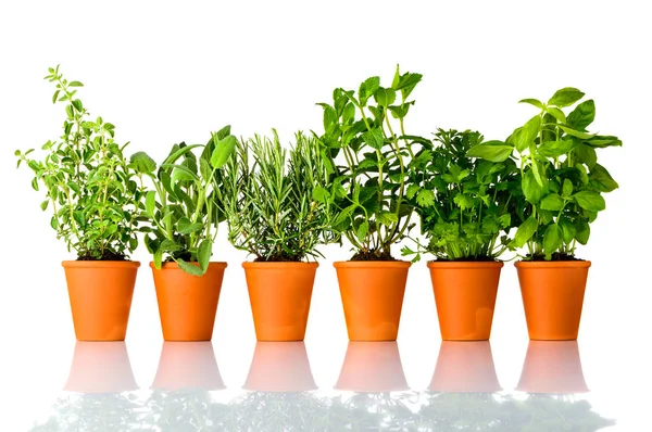 Fresh Culinary Herbs Growing in Pots on White Background — Stock Photo, Image