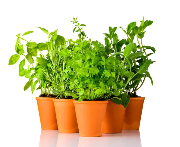 Ervas verdes crescendo em vasos de cerâmica em fundo branco — Fotografia de Stock