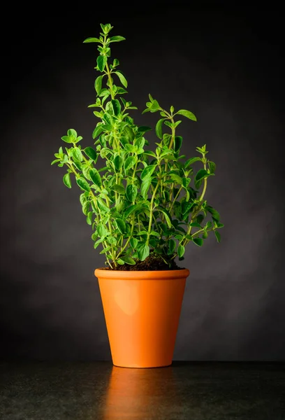 Oregon Growing in a Pottery Pot — Stock Photo, Image