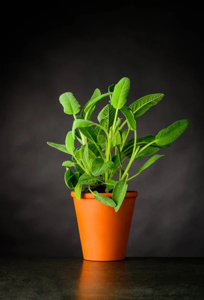 Sage Plant Growing in Pot — Stock Photo, Image