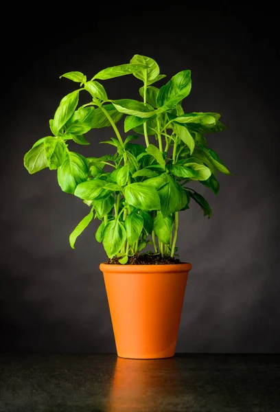 Basil Herb Growing in Pottery Pot — Stock Photo, Image