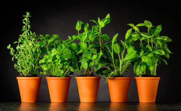 Herb in Pottery Pots on Dark Background — Stock Photo, Image