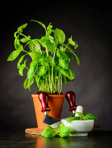 Basil Herb with Herb Chopper — Stock Photo, Image