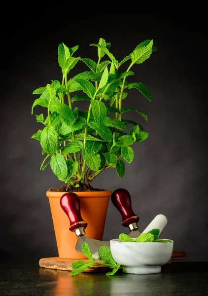 Mint Plant with Pestle and Mortar Growing in Pot — Stock Photo, Image