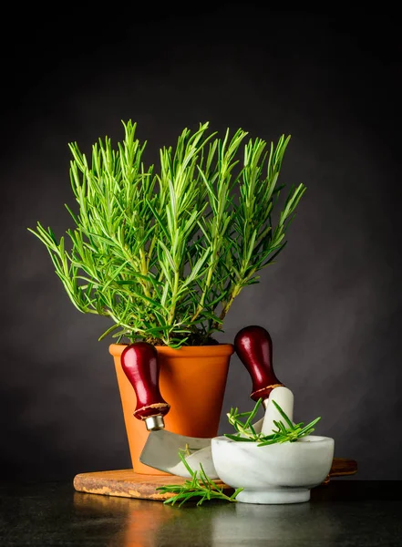 迷迭香一种草本植物，半月形和杵和臼 — 图库照片
