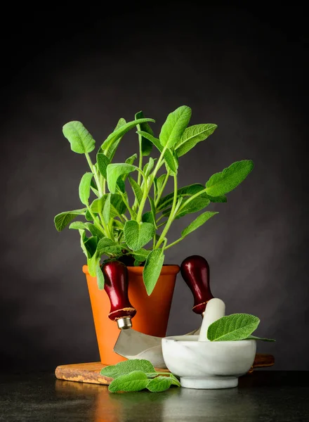 Still Life with Sage Plant and Utensils — Stock Photo, Image