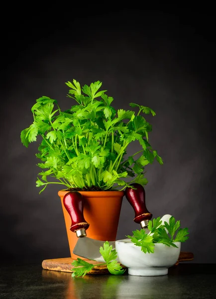 Salsa fresca Crescendo em vaso com Mezzaluna em Stil Life — Fotografia de Stock