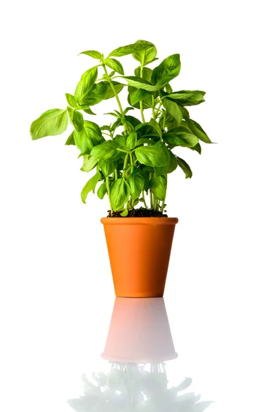 Fresh Basil in Pot Isolated on White Background Stock Image