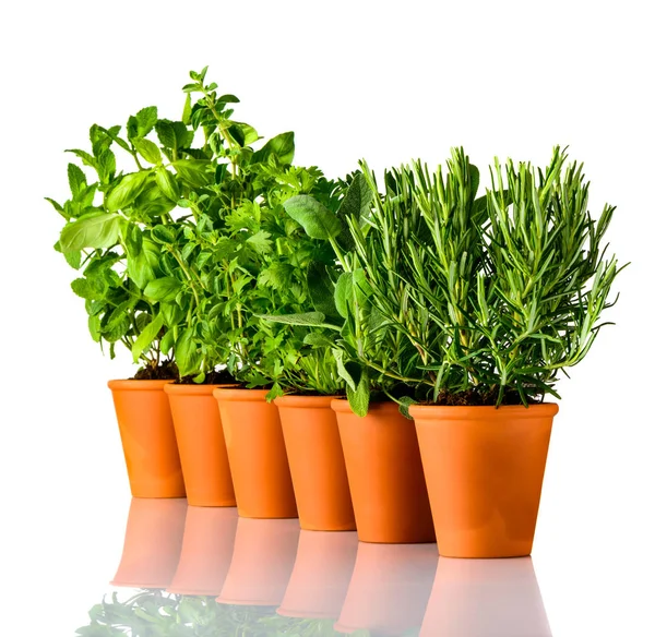 Green Herbs in a Row on White Background Stock Photo