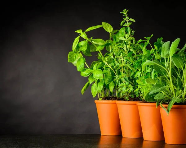 Green Herbs Growing With Copy Space Area Stock Image