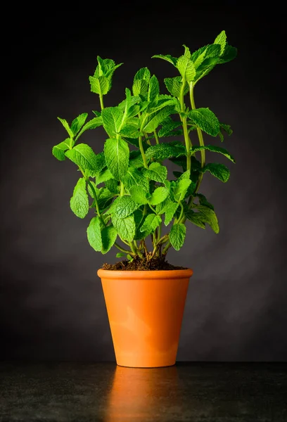 Mint Plant in Pottery Pot Stock Photo