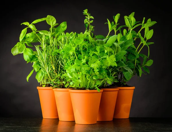 Culinary Herbs in Pottery Pots on Dark Background Stock Photo