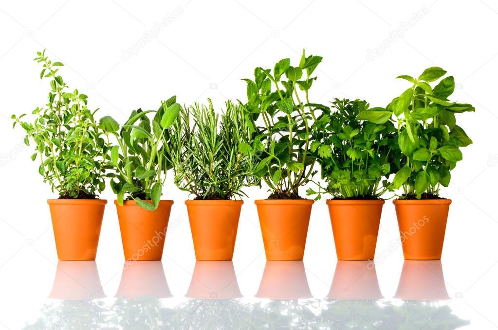 Fresh Culinary Herbs Growing in Pots on White Background