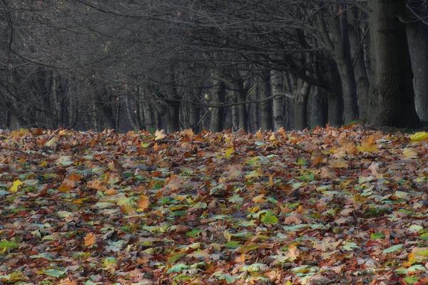Düşmüş sonbahar renkleri